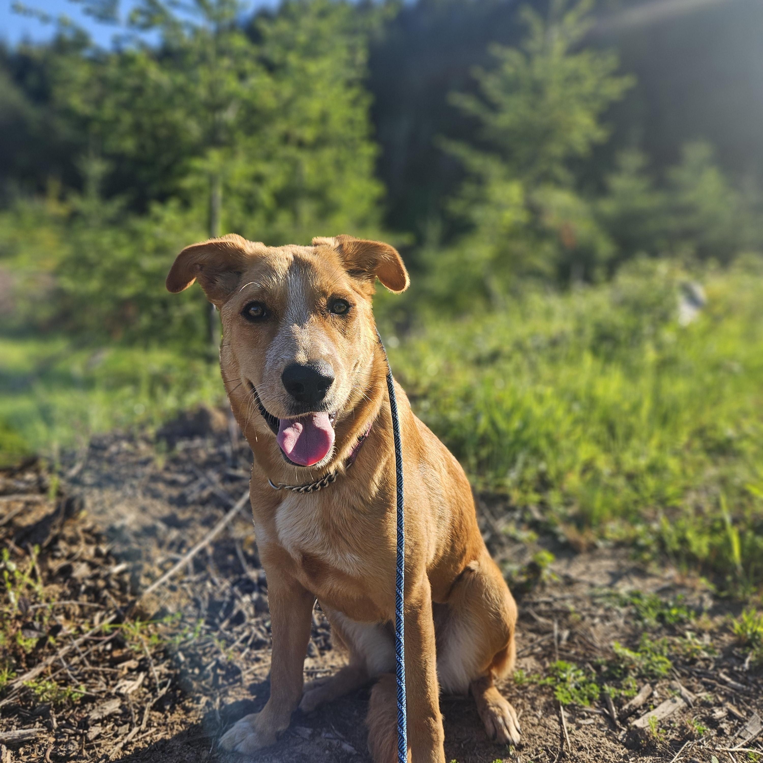 Ember, a ADOPTABLE mixed breed in Junction City, OR image 4/6