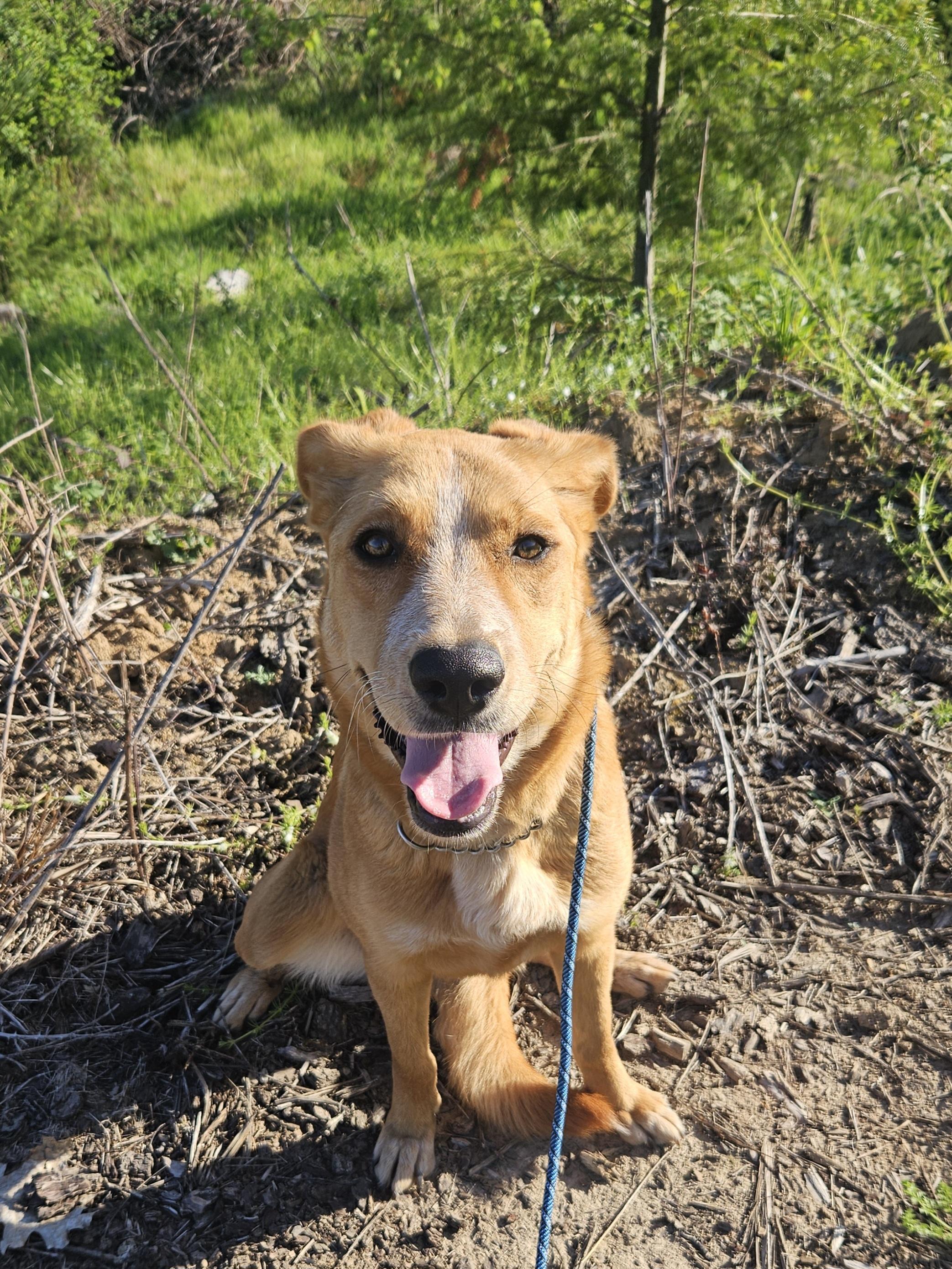 Ember, a ADOPTABLE mixed breed in Junction City, OR image 3/6