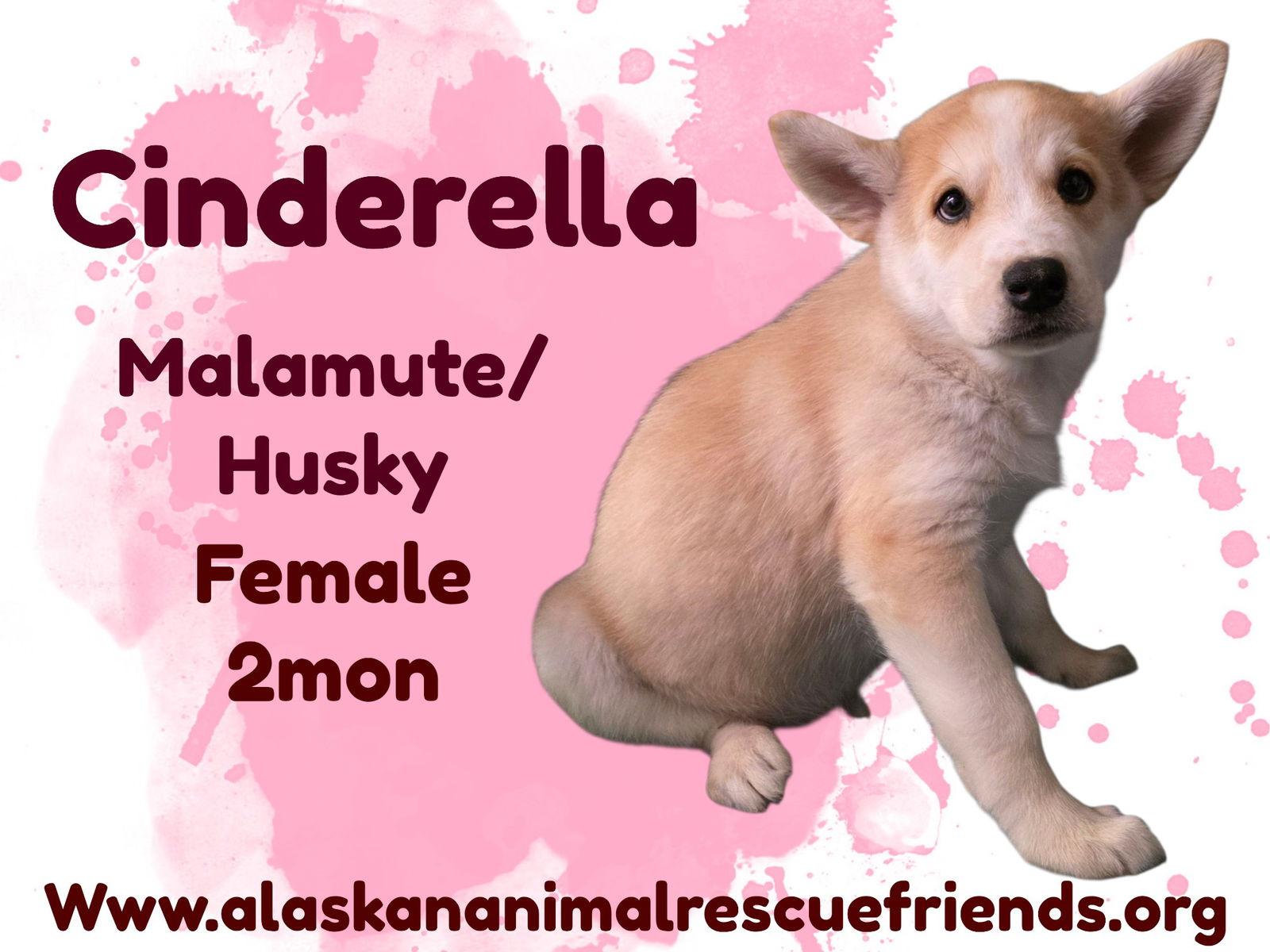 Enlarge Cinderella, a Adoptable mixed breed in Anchorage, AK image 1/1