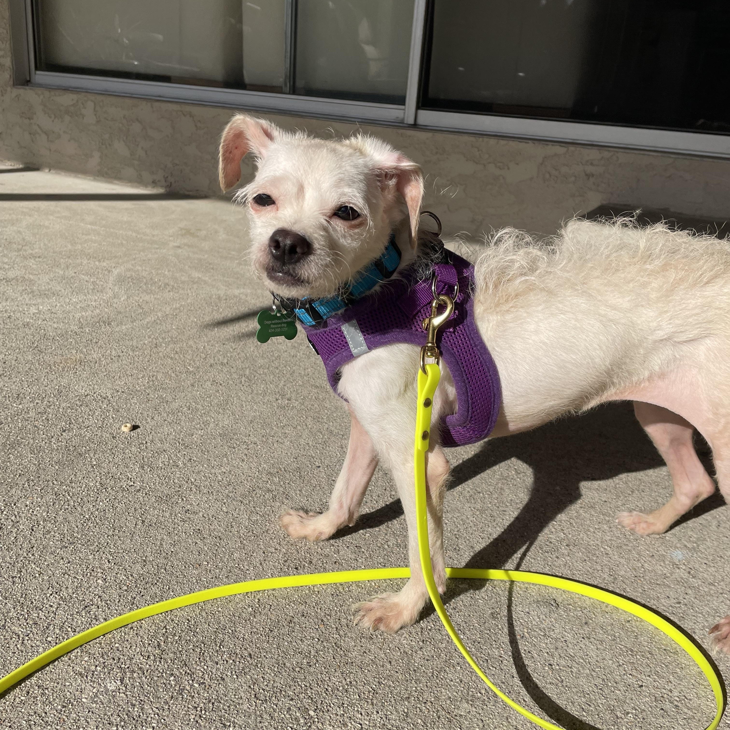 Iris, an adoptable mixed breed in Los Angeles, CA image 1/4