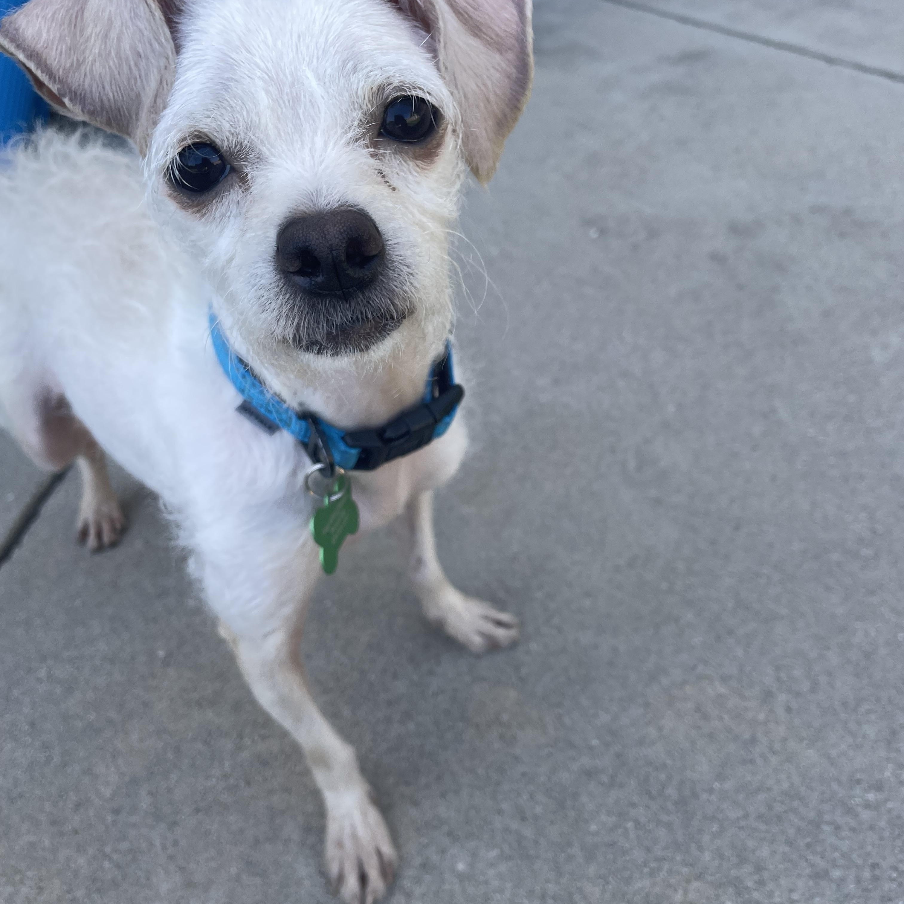 Iris, an adoptable mixed breed in Los Angeles, CA image 3/4