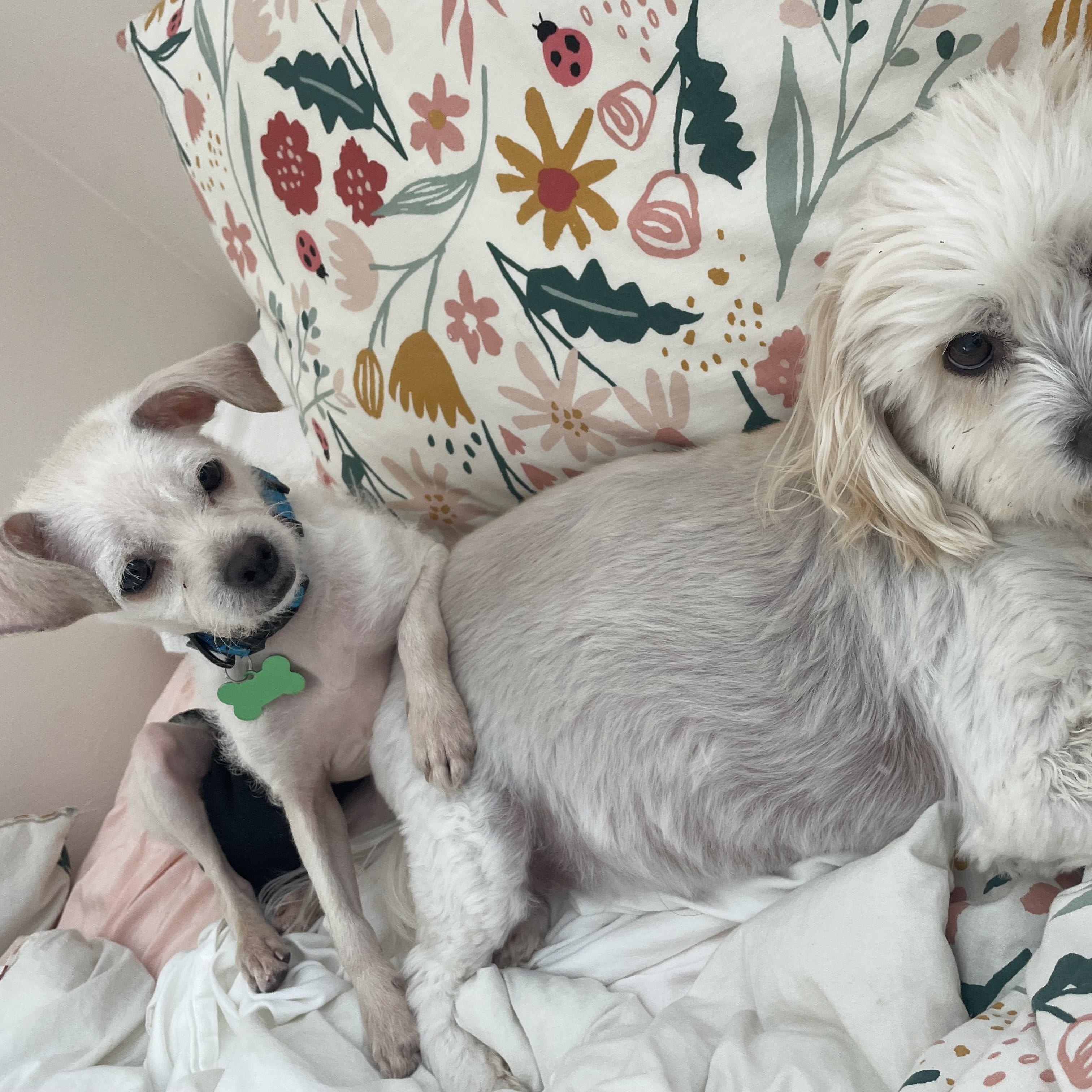 Iris, an adoptable mixed breed in Los Angeles, CA image 4/4