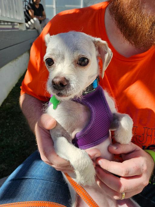 Iris, an adoptable mixed breed in Los Angeles, CA image 4/6