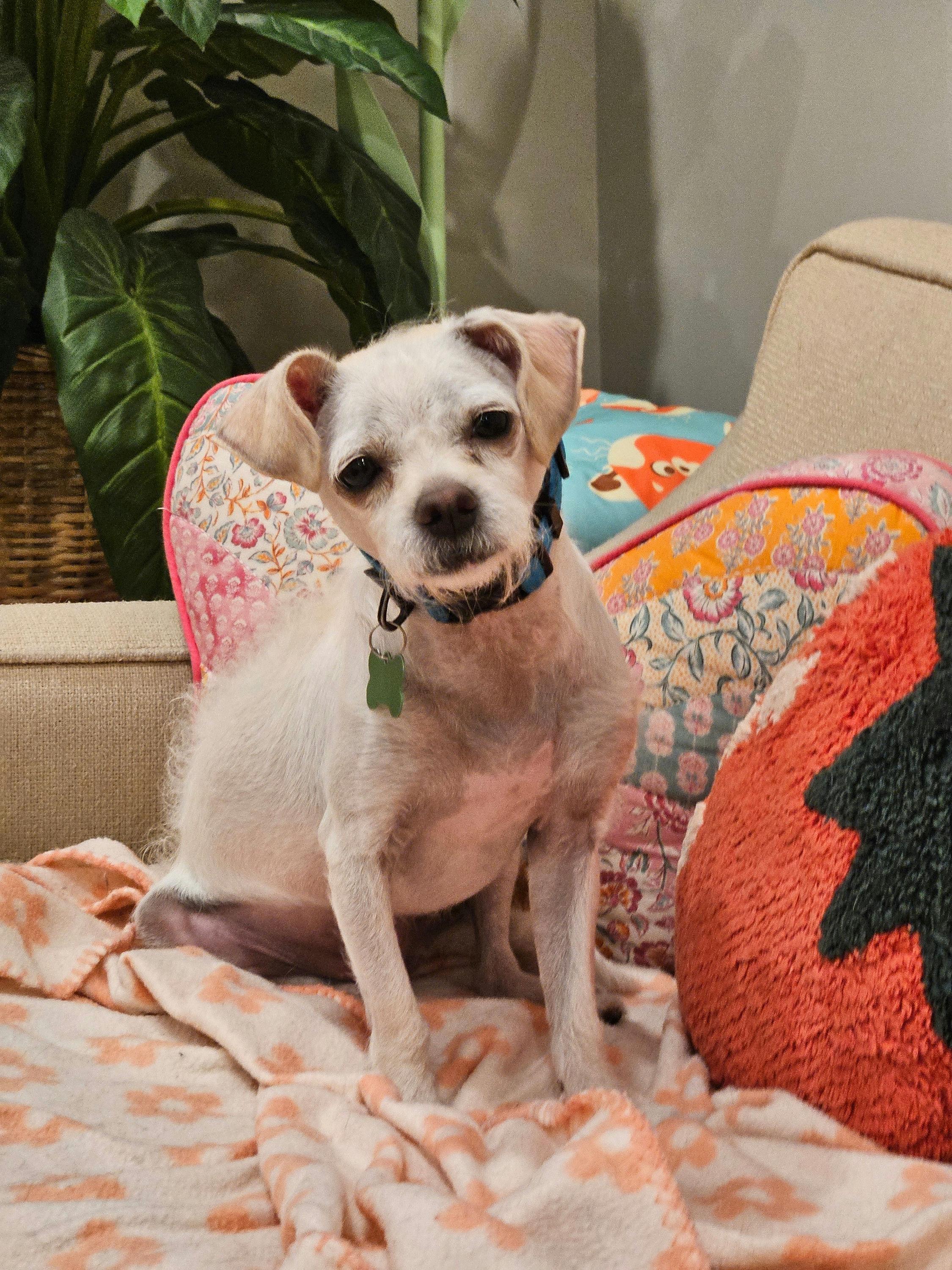 Iris, an adoptable mixed breed in Los Angeles, CA image 2/6