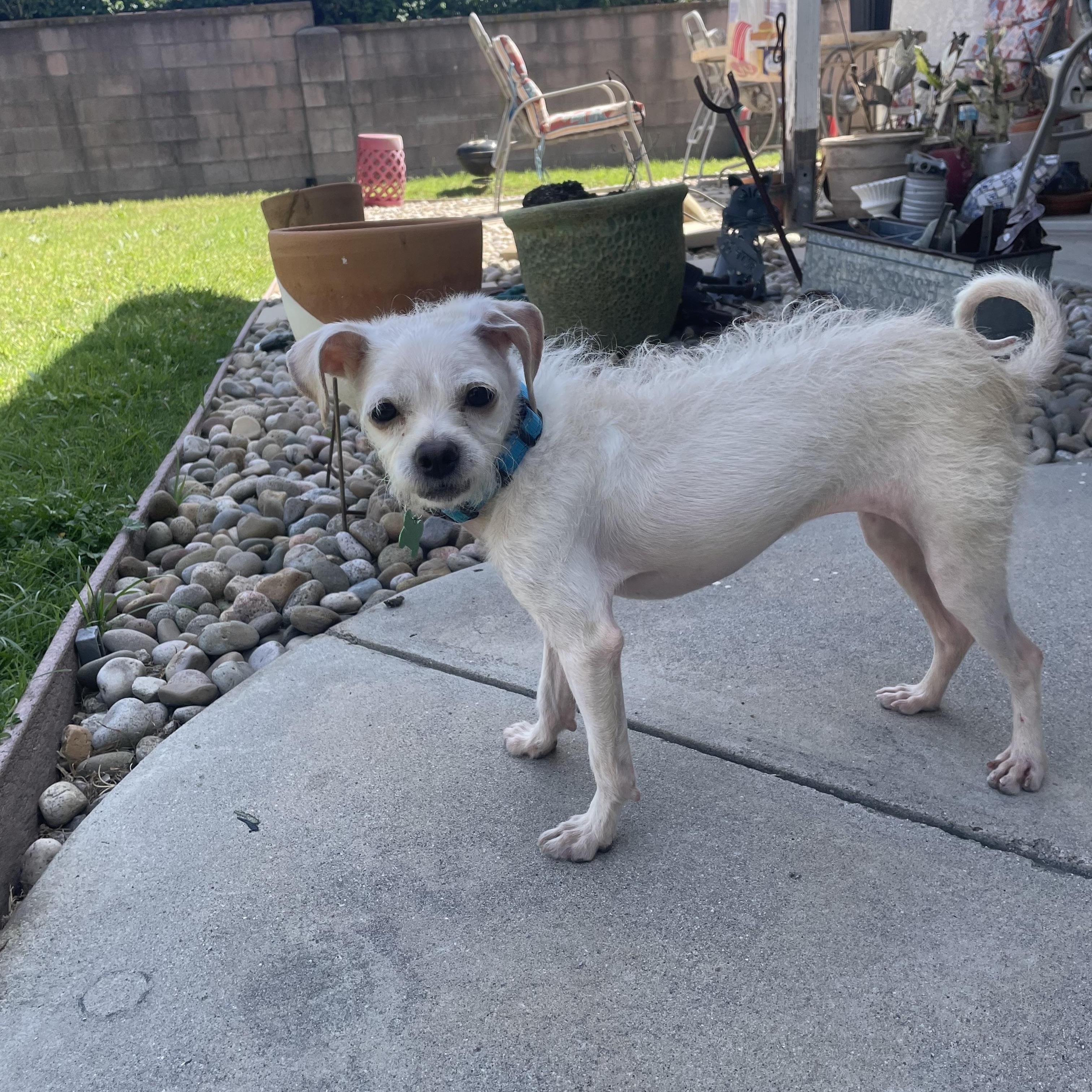 Iris, an adoptable mixed breed in Los Angeles, CA image 2/4