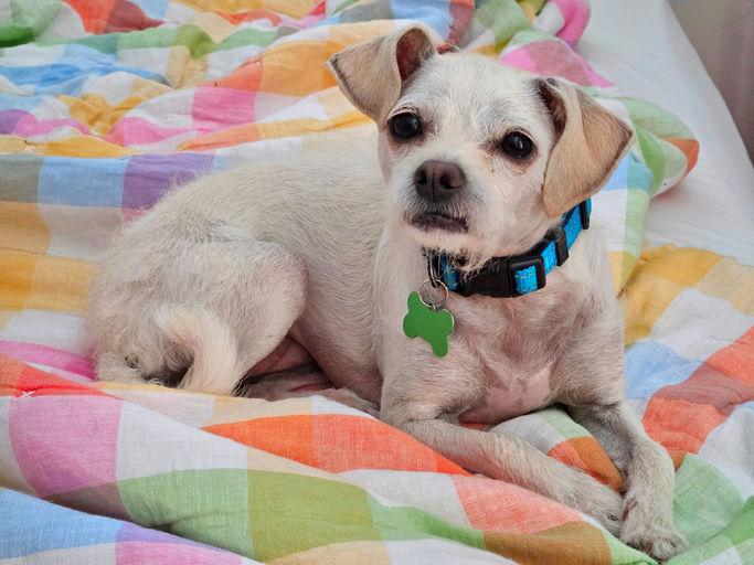 Iris, an adoptable mixed breed in Los Angeles, CA image 1/6