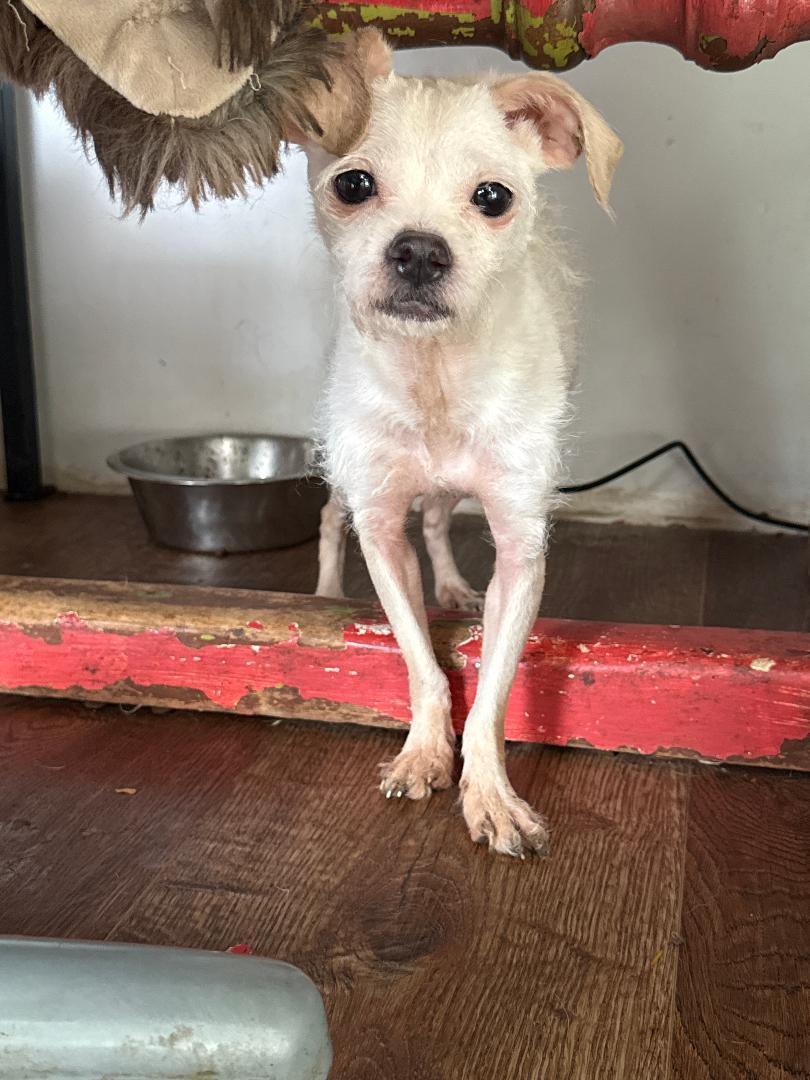 Enlarge Iris, an adoptable mixed breed in Los Angeles, CA image 2/2