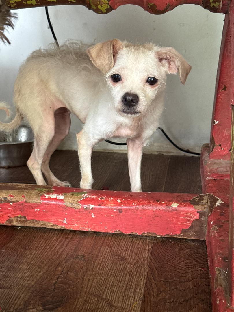 Iris, adoptable, Adult Female Terrier.