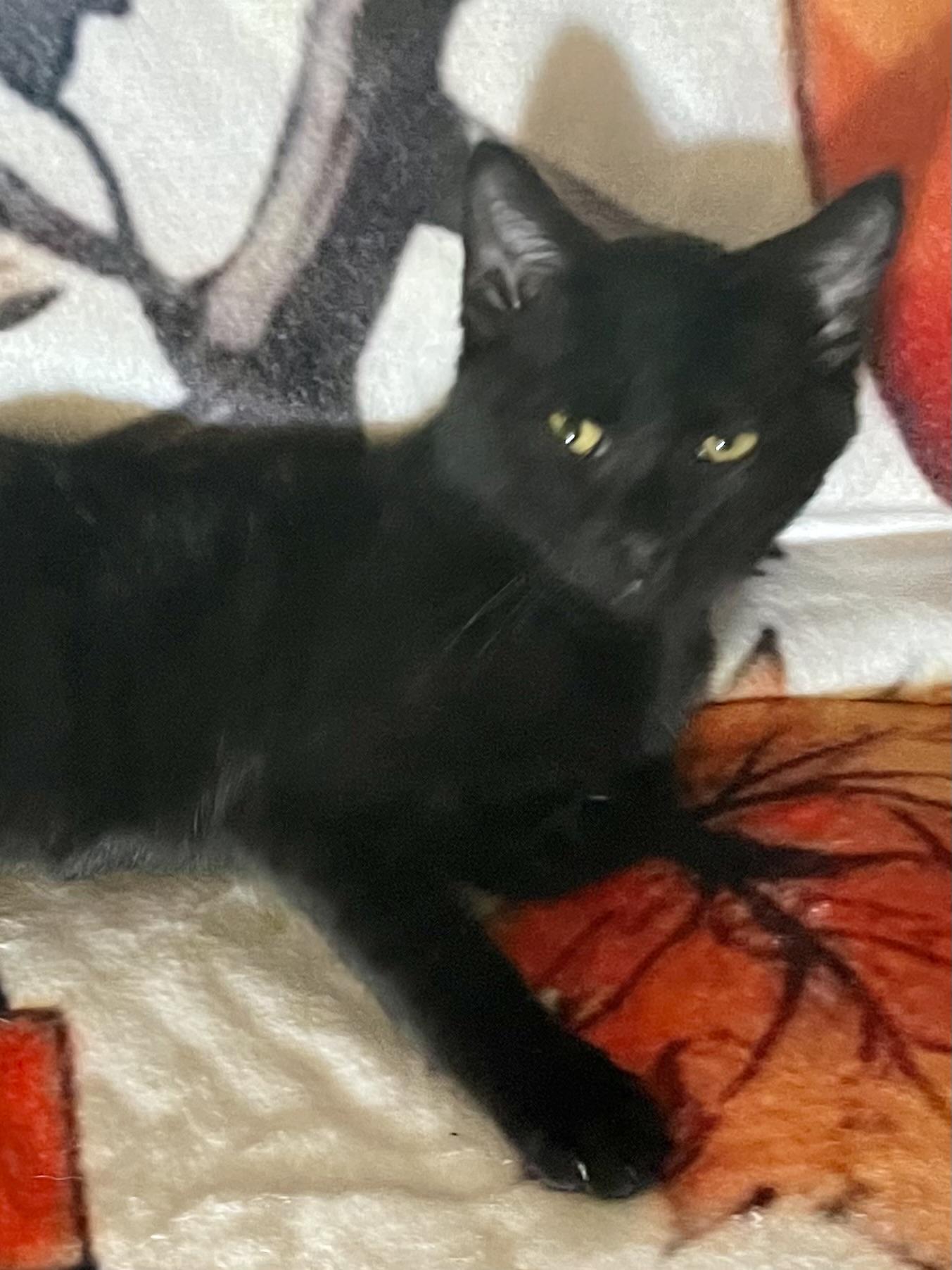 Enlarge Woozle, a Adoptable Domestic Short Hair in Belvidere, IL image 2/5