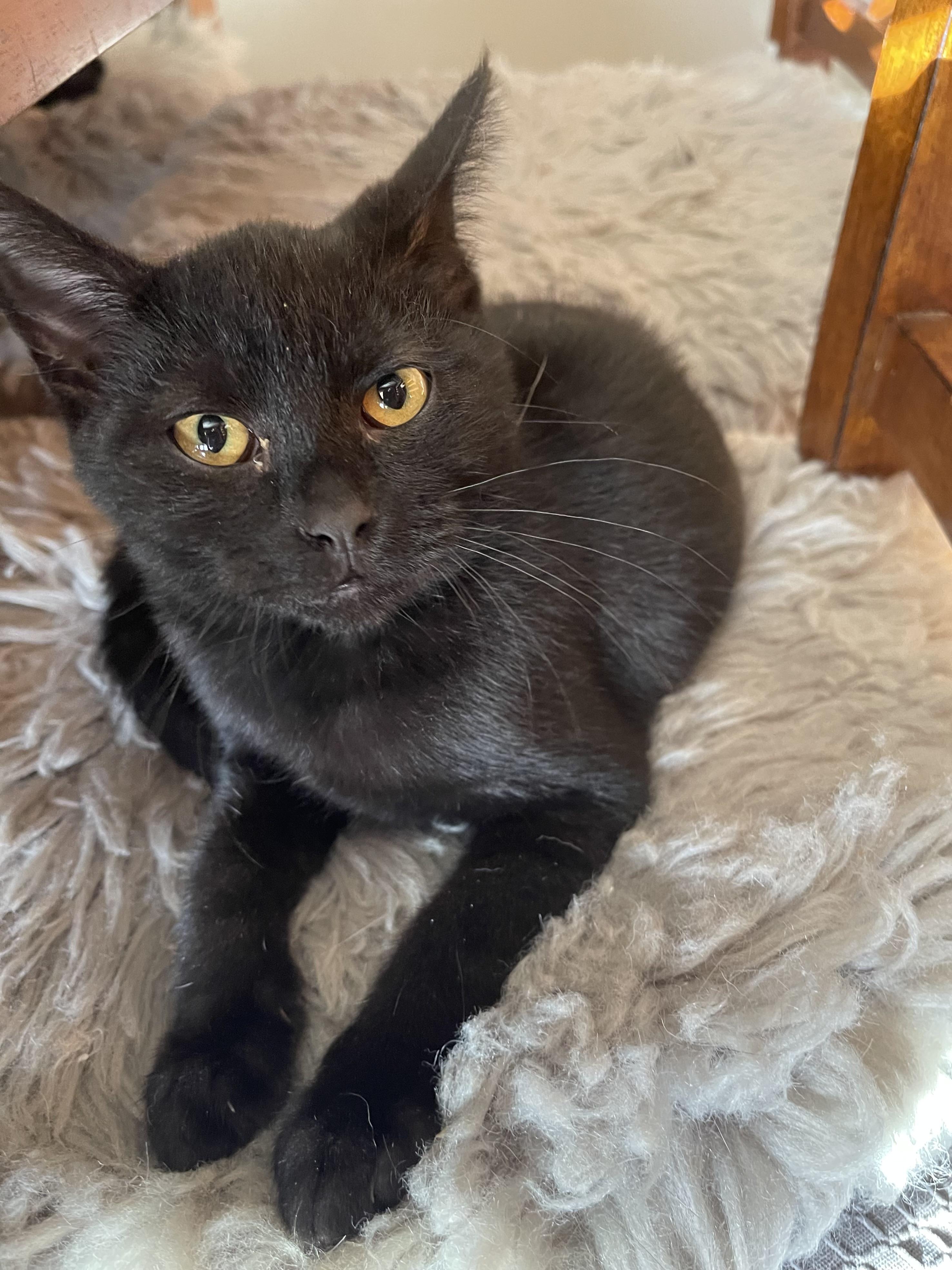 Enlarge Woozle, a Adoptable Domestic Short Hair in Belvidere, IL image 5/5