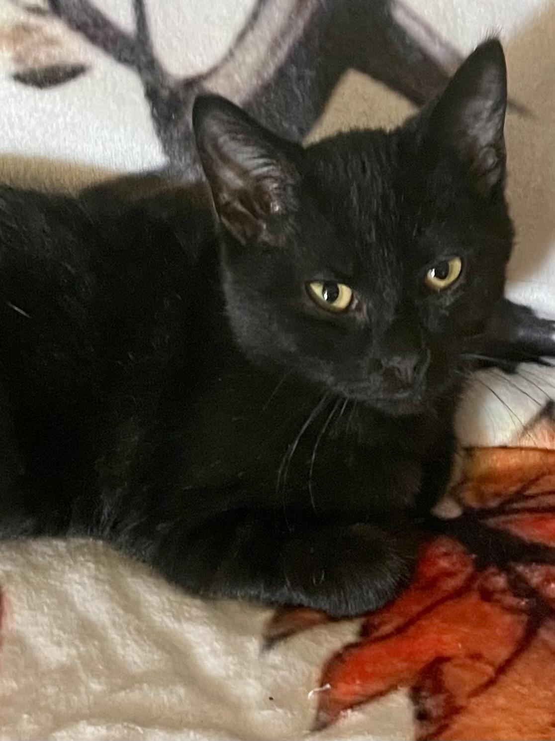 Woozle, Adoptable, Kitten Male Domestic Short Hair.