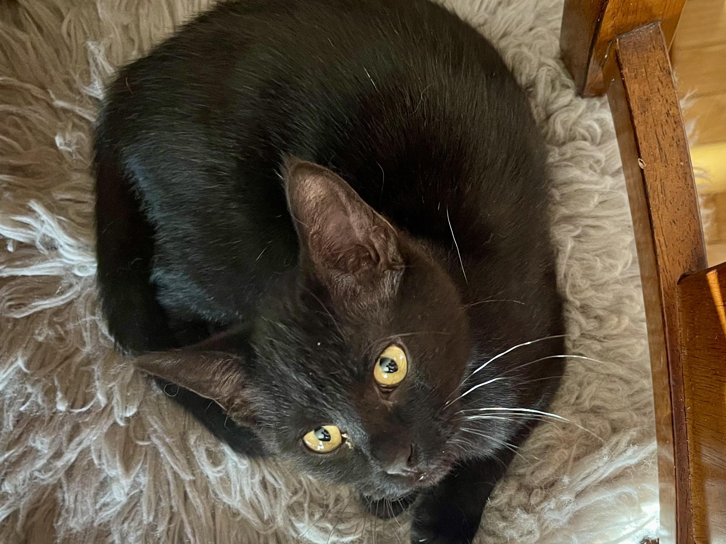 Enlarge Woozle, a Adoptable Domestic Short Hair in Belvidere, IL image 4/5