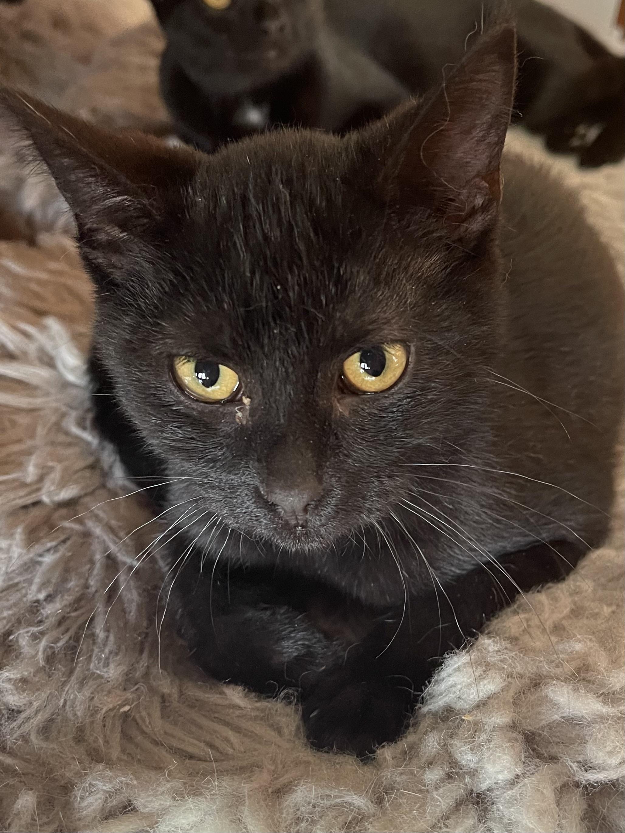 Enlarge Woozle, a Adoptable Domestic Short Hair in Belvidere, IL image 3/5