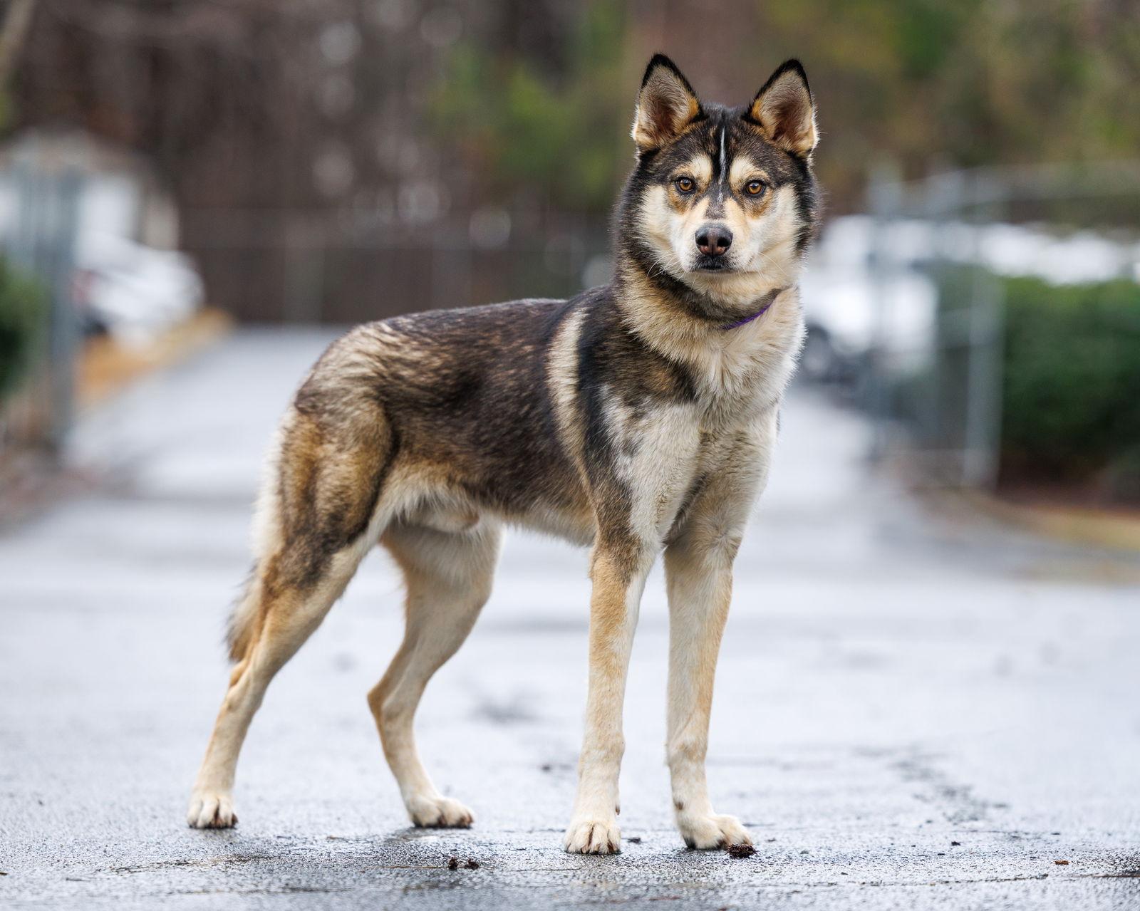Enlarge Comet, a Adoptable Mixed Breed in Durham, NC image 1/1