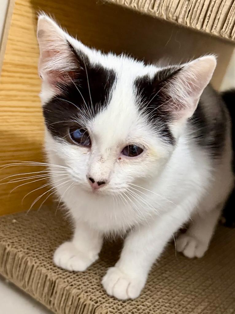 Enlarge Pending-Rancor, a Adoptable Domestic Short Hair in Bowie, MD image 2/5