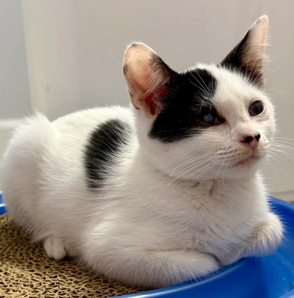 Enlarge Pending-Rancor, a Adoptable Domestic Short Hair in Bowie, MD image 3/5