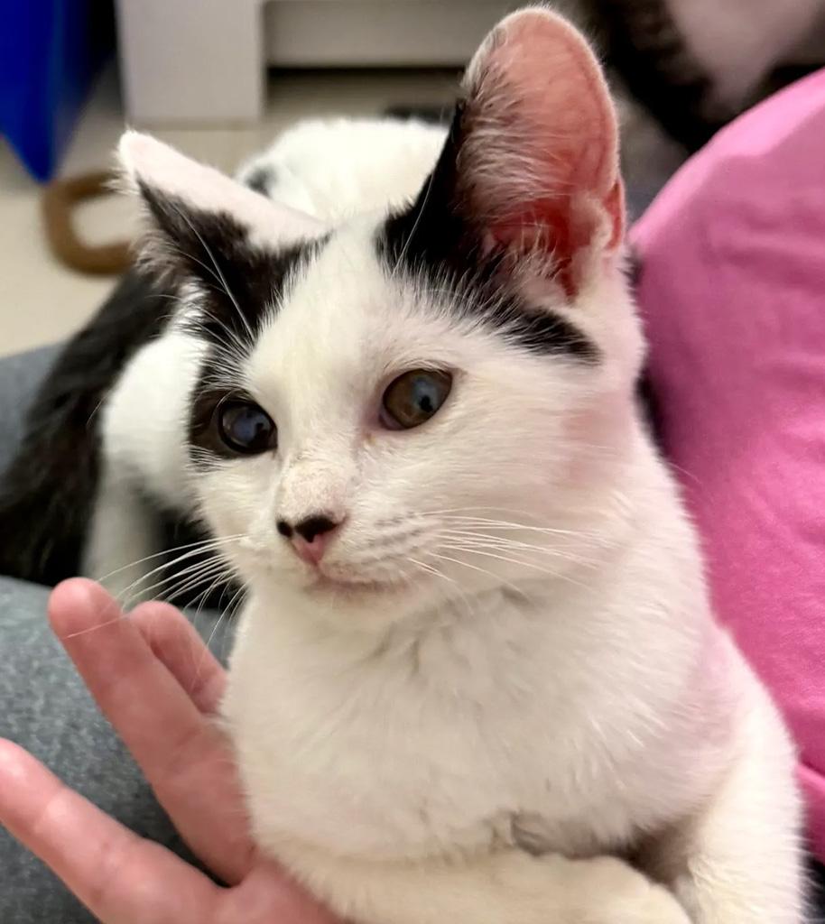 Pending-Rancor, Adoptable, Kitten Female Domestic Short Hair.