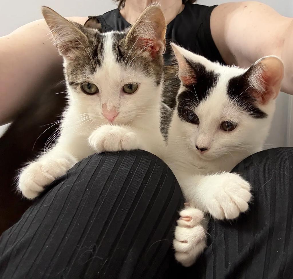 Enlarge Pending-Rancor, a Adoptable Domestic Short Hair in Bowie, MD image 5/5