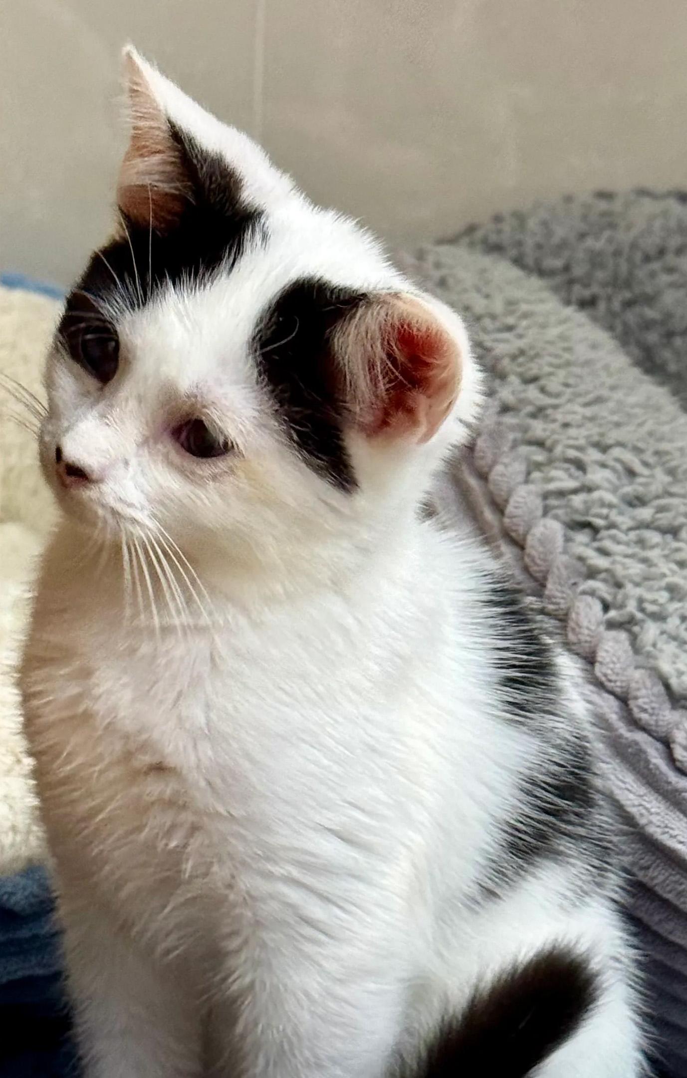 Enlarge Pending-Rancor, a Adoptable Domestic Short Hair in Bowie, MD image 4/5
