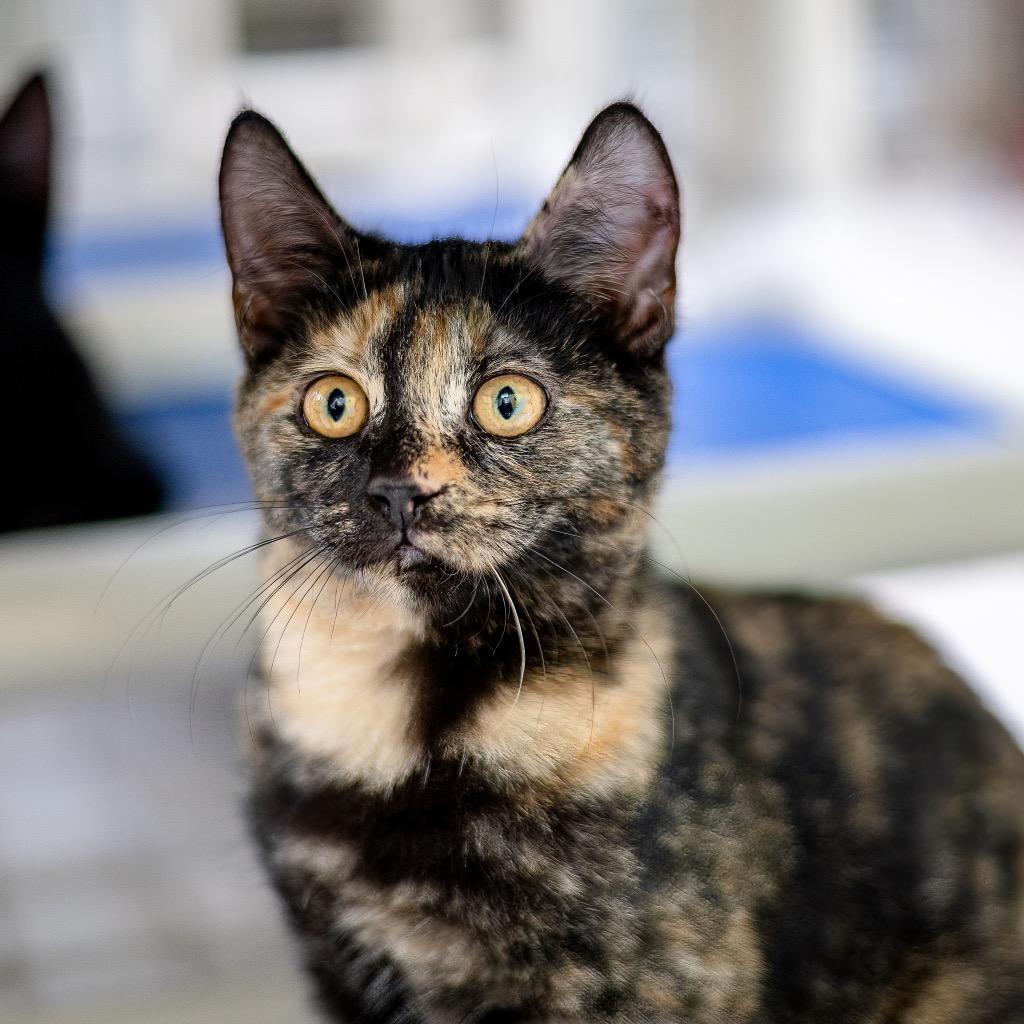 Enlarge KoolPop, a Adoptable Domestic Short Hair in Saint Petersburg, FL image 1/1