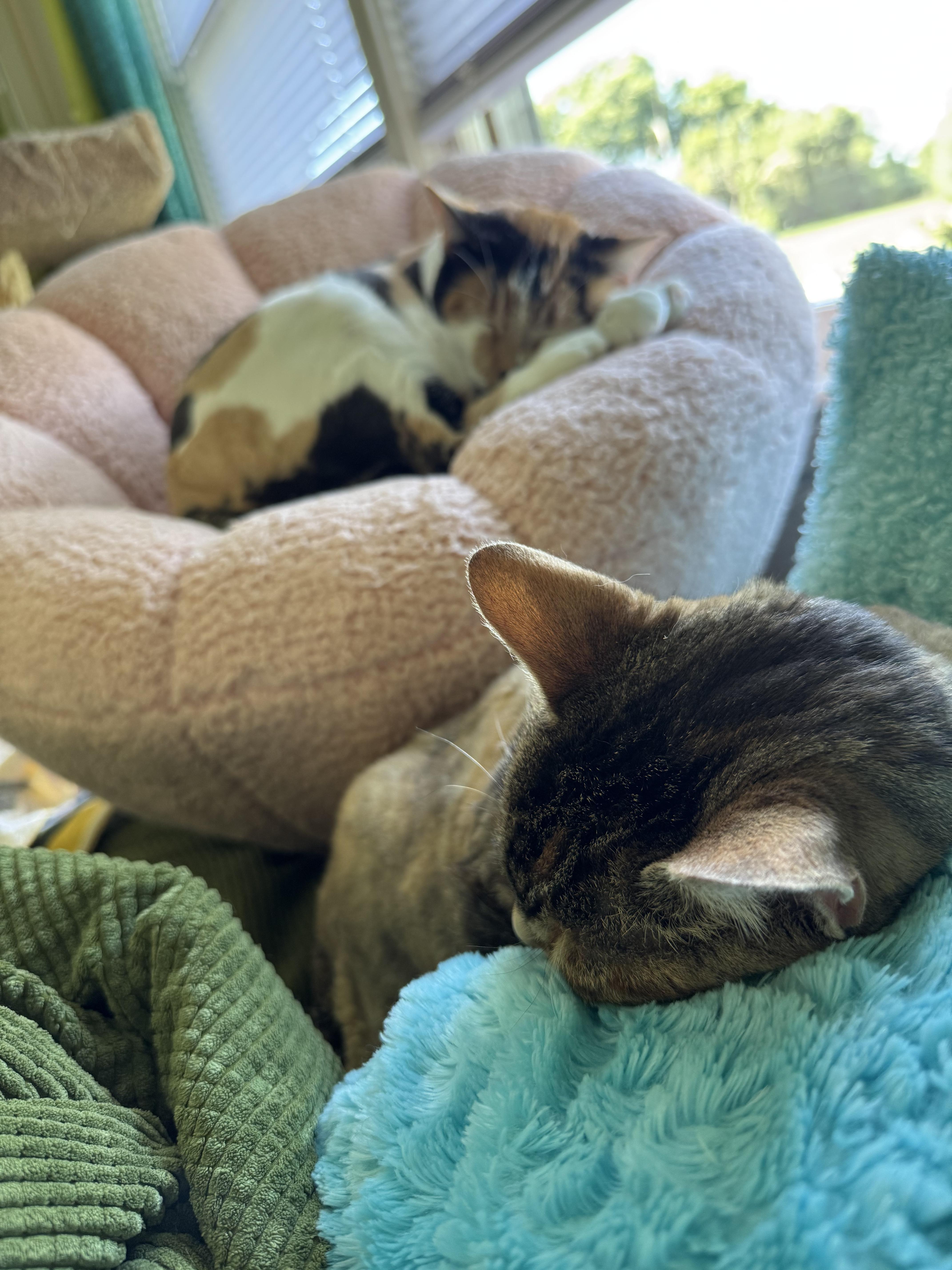 Kellyanne thumbnail 2