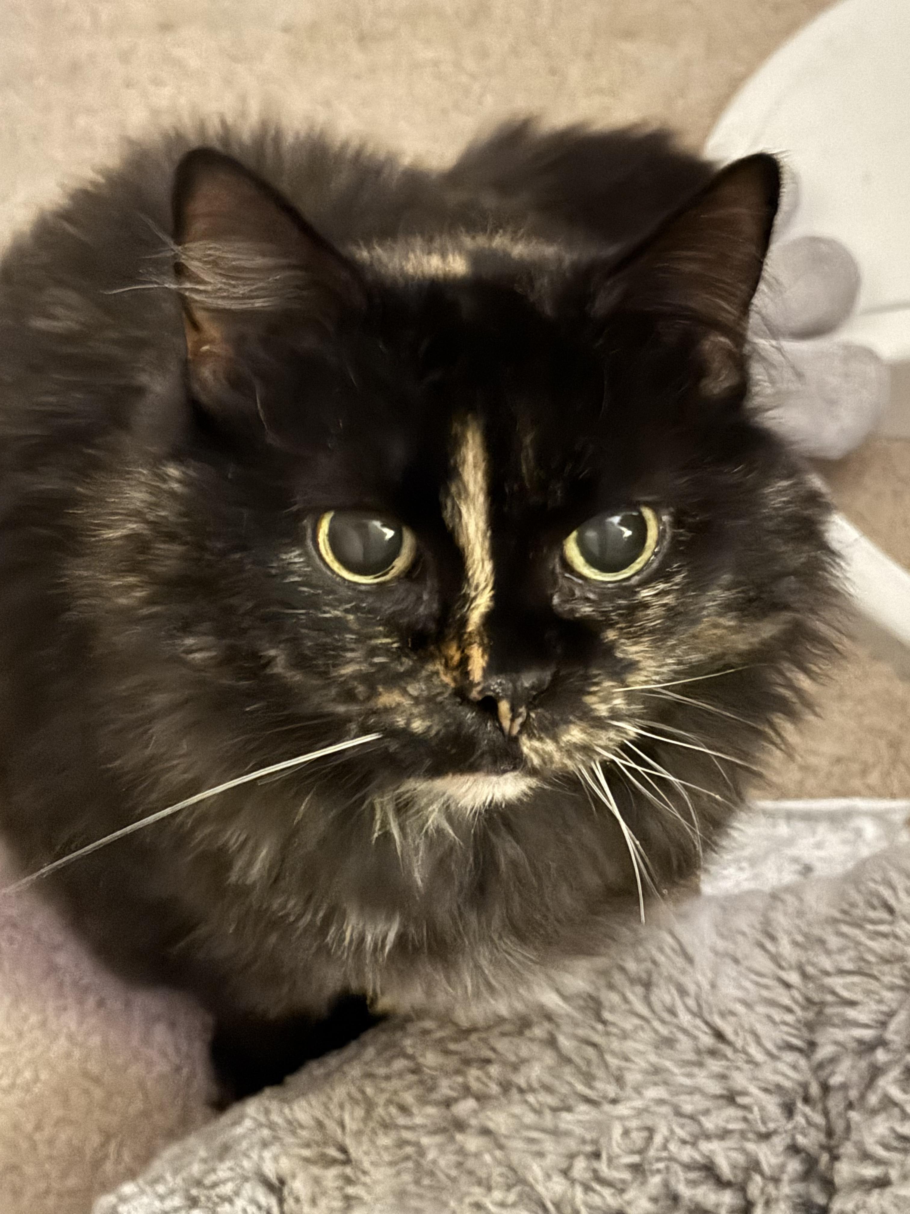 Kellyanne thumbnail 3