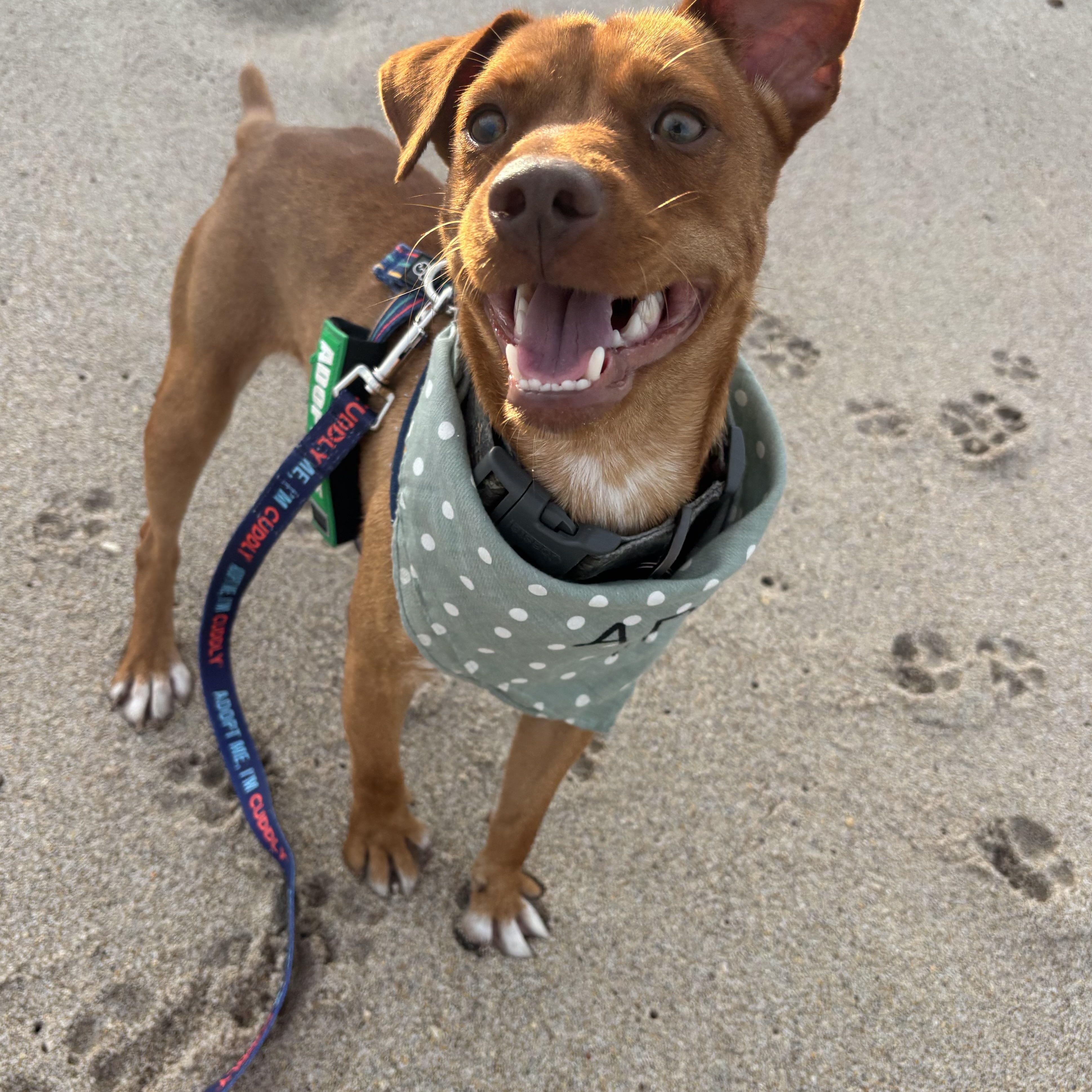Enlarge Dilly, a Adoptable mixed breed in  Coral Gables, FL image 2/5