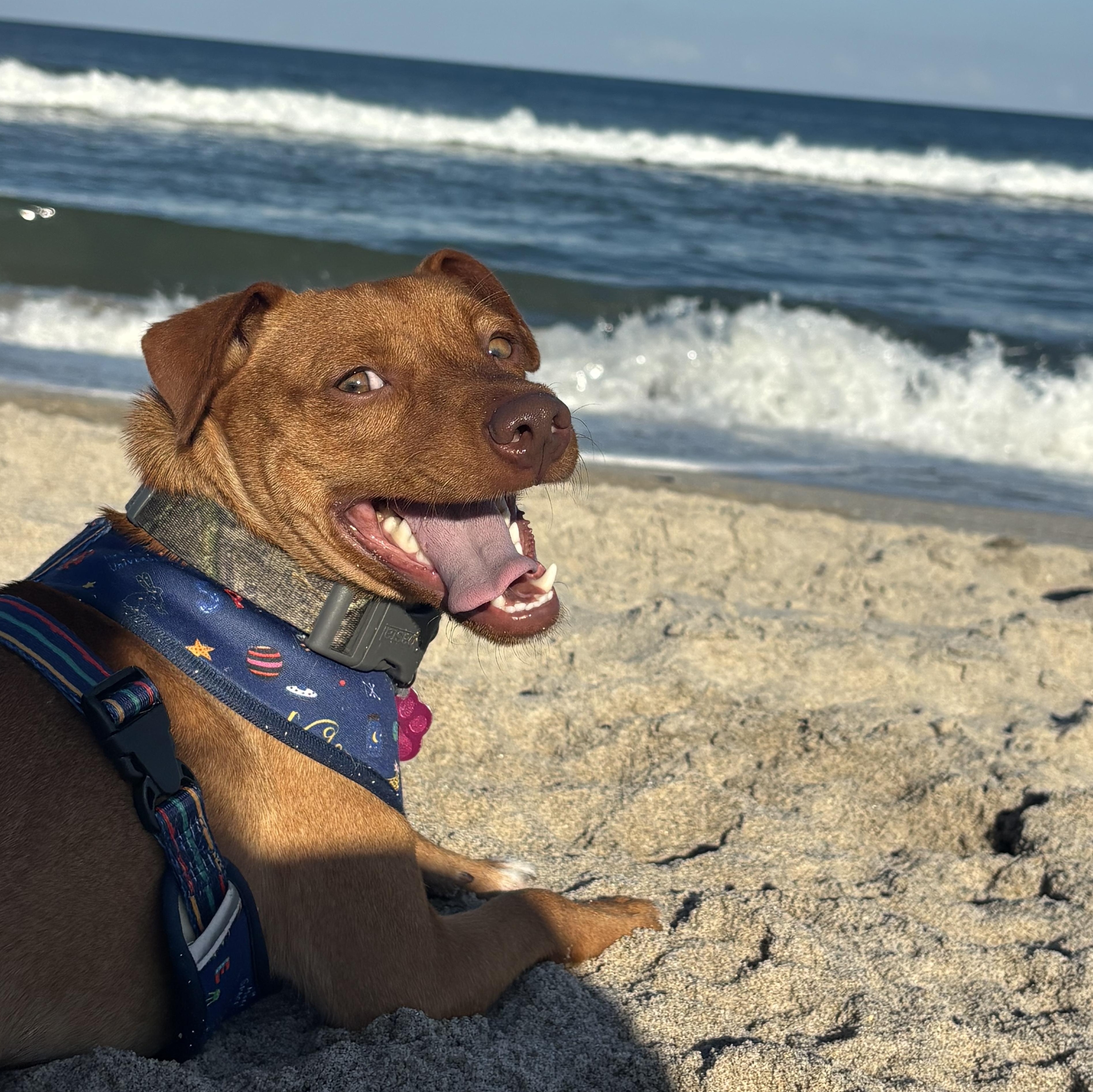 Enlarge Dilly, a Adoptable mixed breed in  Coral Gables, FL image 1/5