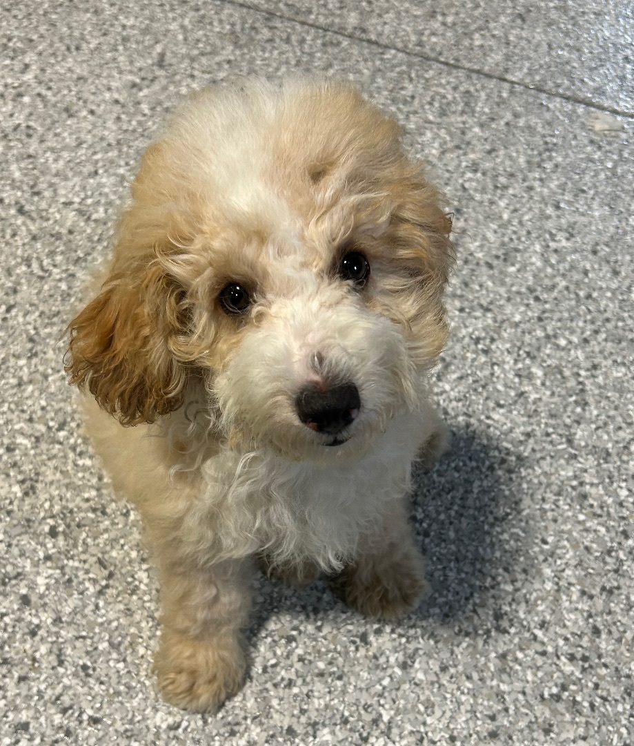 Oakley mini , Adopted, Puppy Male Goldendoodle & Miniature Poodle.