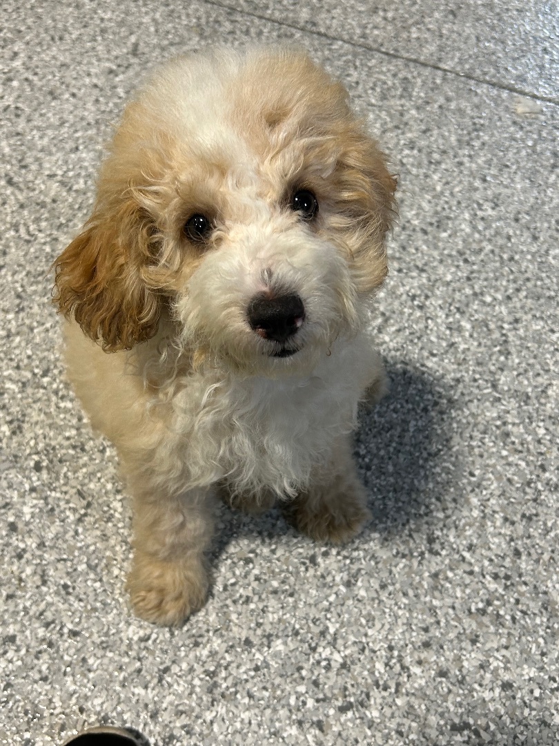 Oakley mini , a Adopted mixed breed in Antwerp, OH image 3/6