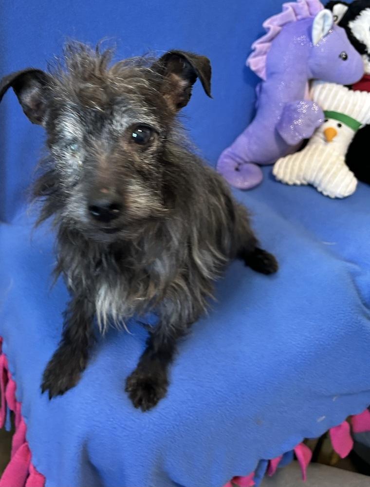Wookie, Adoptable, Adult Male Terrier.