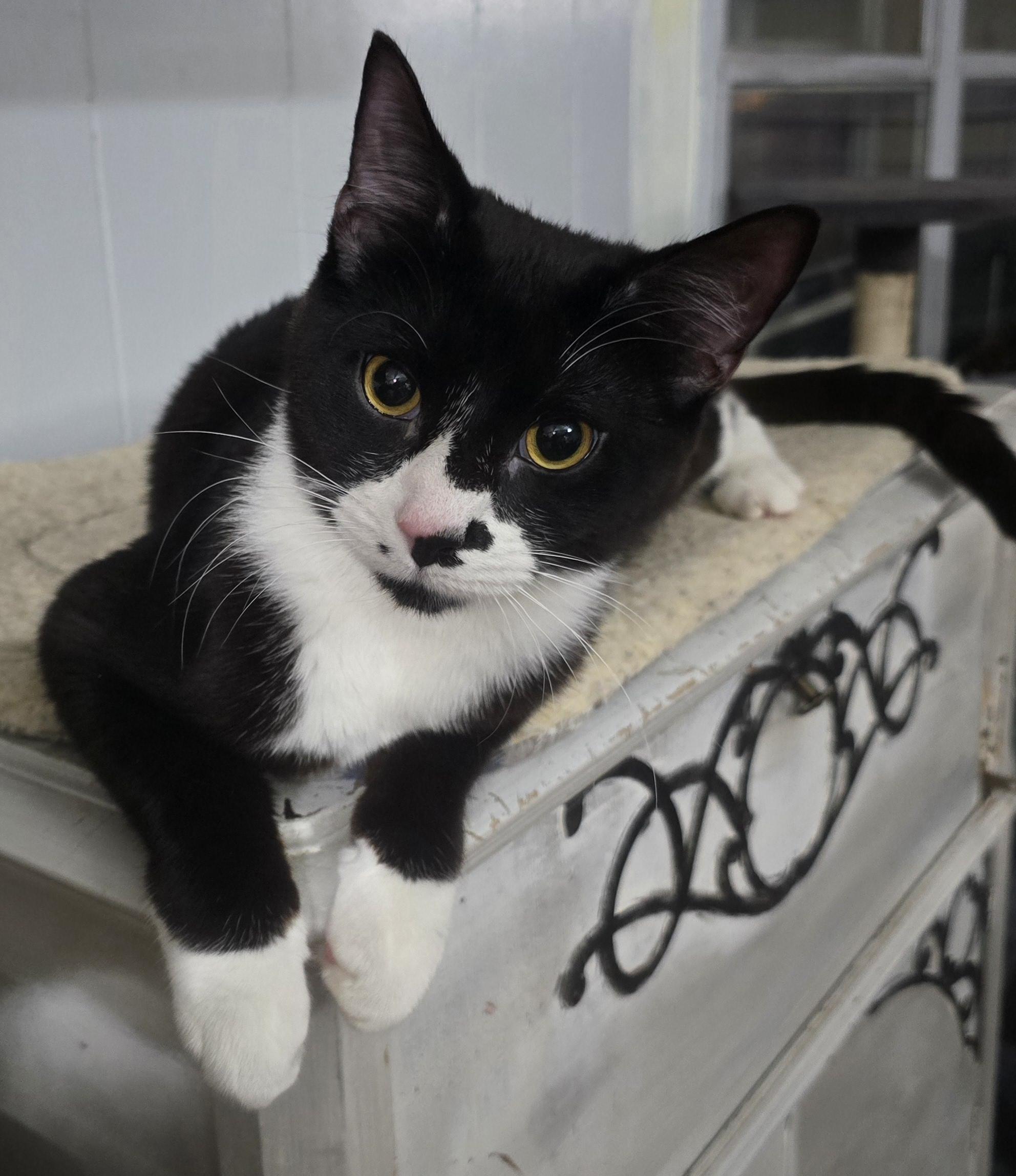 Spike, an adoptable Domestic Short Hair in Carthage, NY, 13619 | Photo Image 3