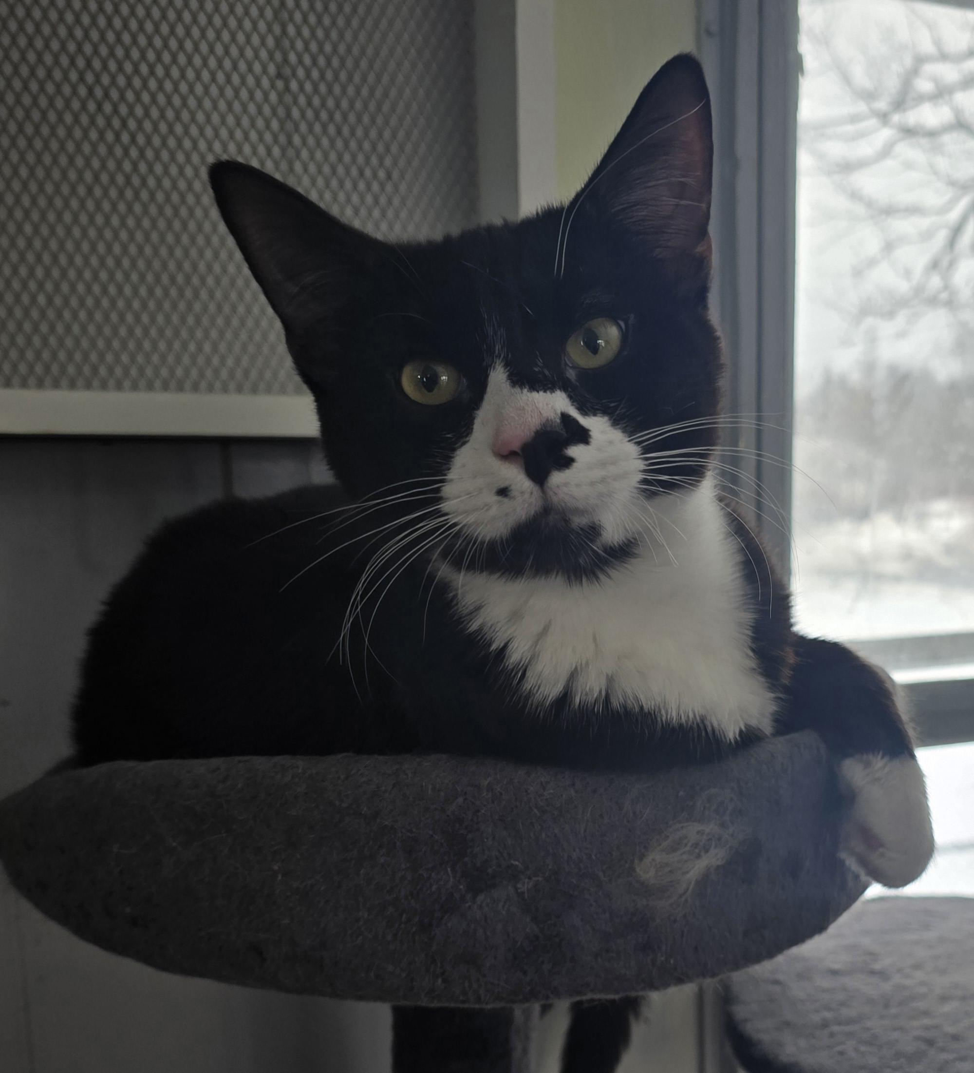 Spike, an adoptable Domestic Short Hair in Carthage, NY, 13619 | Photo Image 4