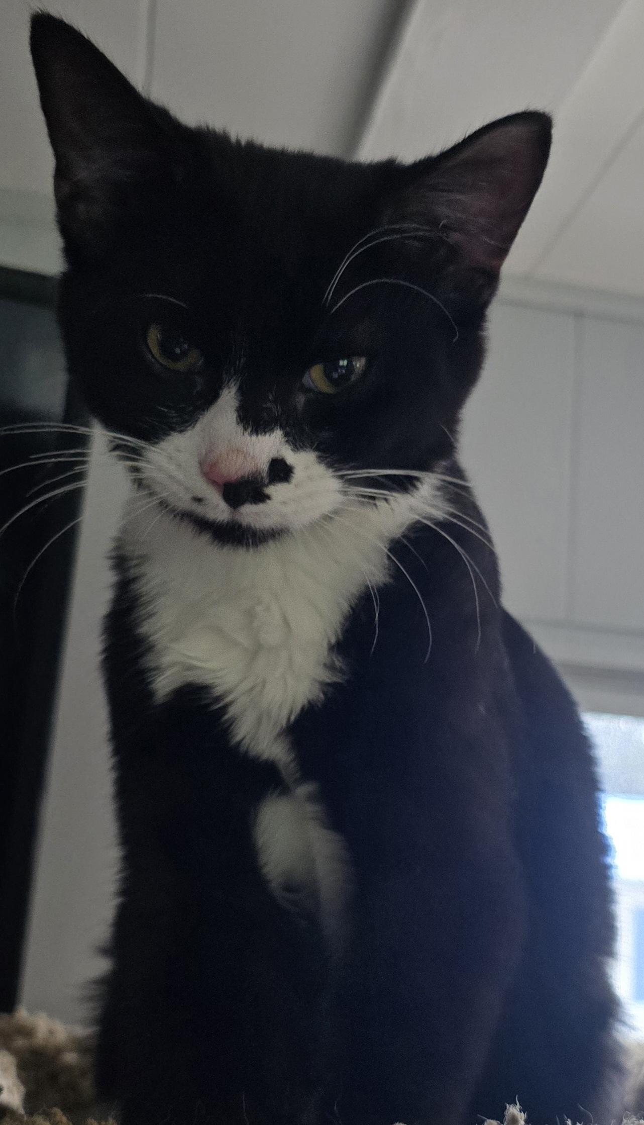 Spike, an adoptable Domestic Short Hair in Carthage, NY, 13619 | Photo Image 1