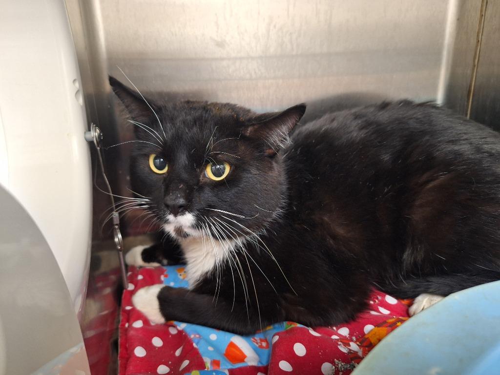 Enlarge Sylvester/Buddy, a Adopted mixed breed in Noble, OK image 1/2