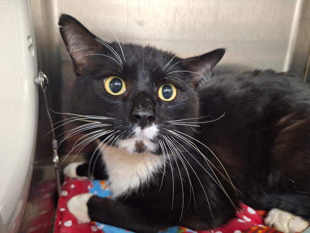 Enlarge Sylvester/Buddy, a Adopted mixed breed in Noble, OK image 2/2