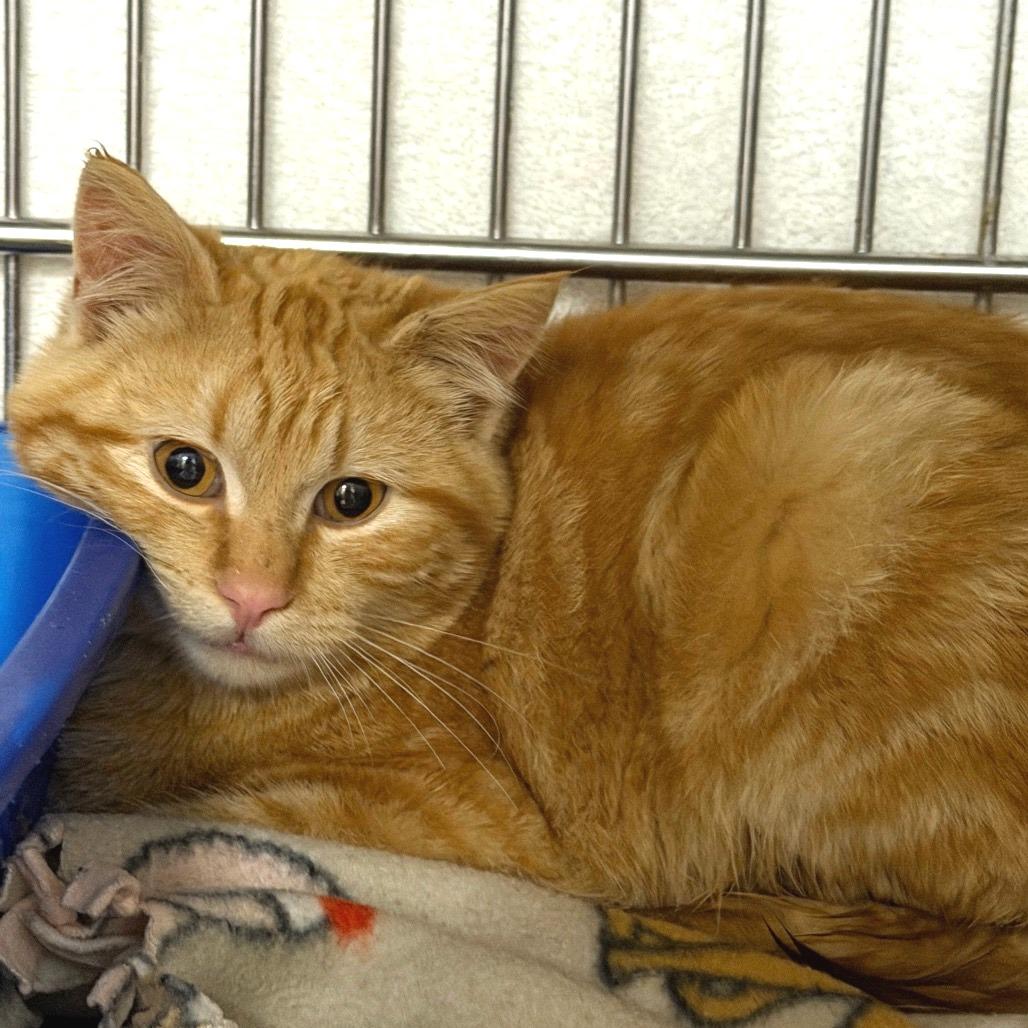 Tang, Adoptable, Young Male Domestic Short Hair.