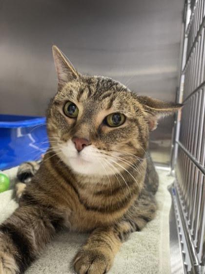 Lexi, Adoptable, Senior Female Domestic Short Hair & Domestic Short Hair.
