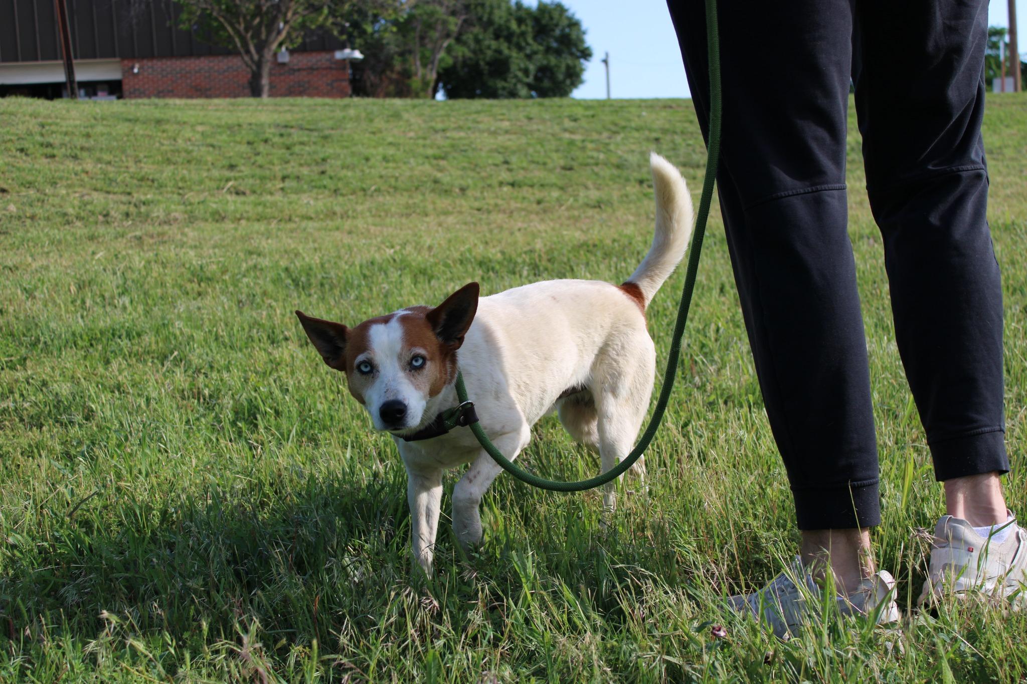 Wayne, adopted, Adult Male Terrier.