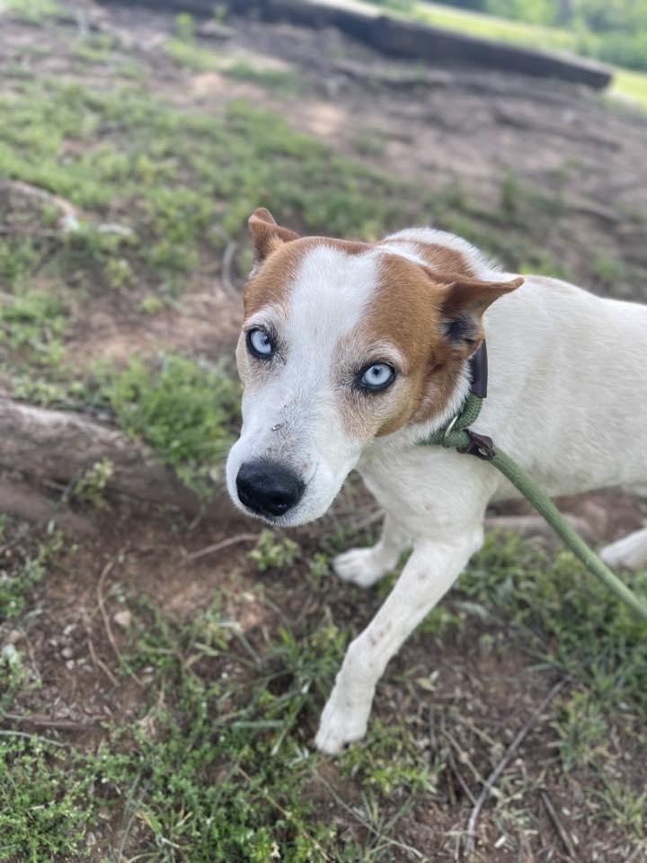 Enlarge Wayne, an adopted mixed breed in Stillwater, OK image 2/2