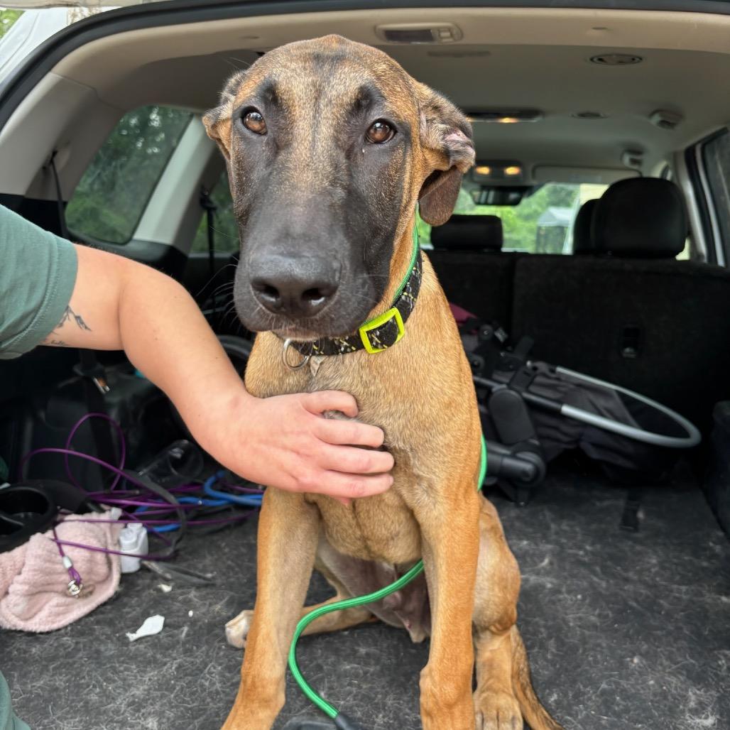 Enlarge Reacher, a Adoptable mixed breed in Cedar Creek, TX image 1/3