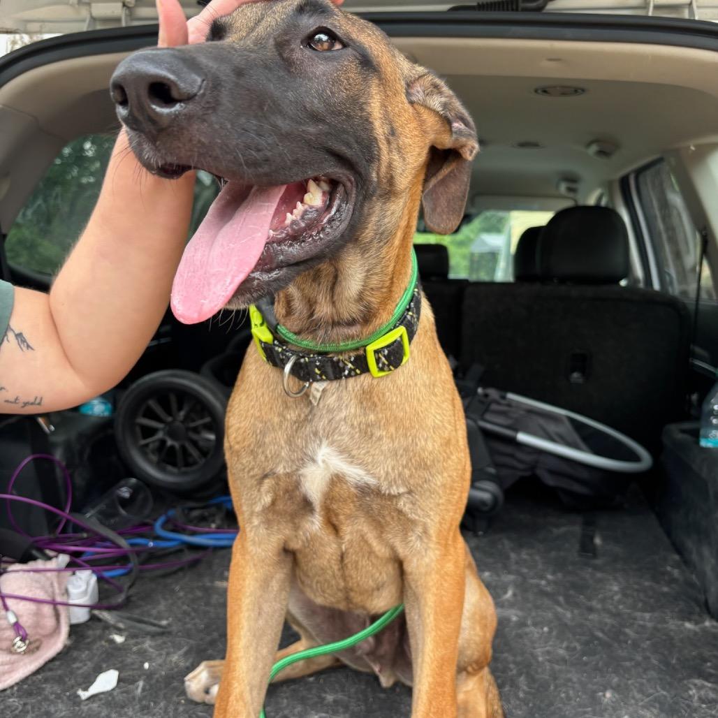 Enlarge Reacher, a Adoptable mixed breed in Cedar Creek, TX image 2/3