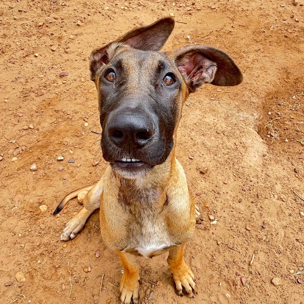 Enlarge Reacher, a Adoptable mixed breed in Cedar Creek, TX image 3/3