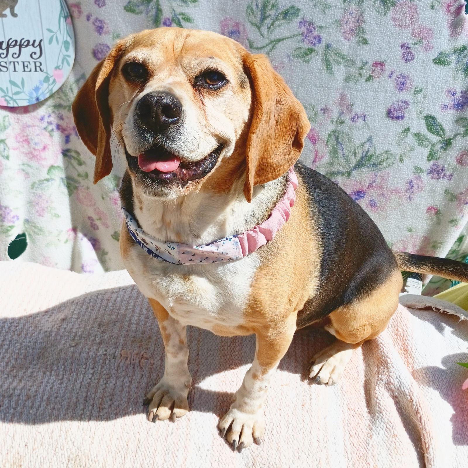 Louie-He's got a sponsor!, Adoptable, Adult Male Beagle & Pug.