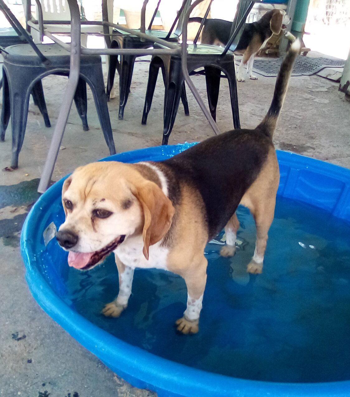 Louie-He's got a sponsor!, Adoptable, Adult Male Beagle & Pug.