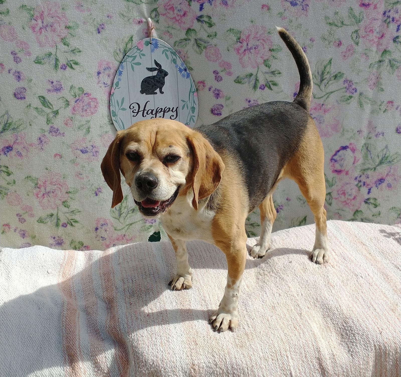 Louie-He's got a sponsor!, Adoptable, Adult Male Beagle & Pug.