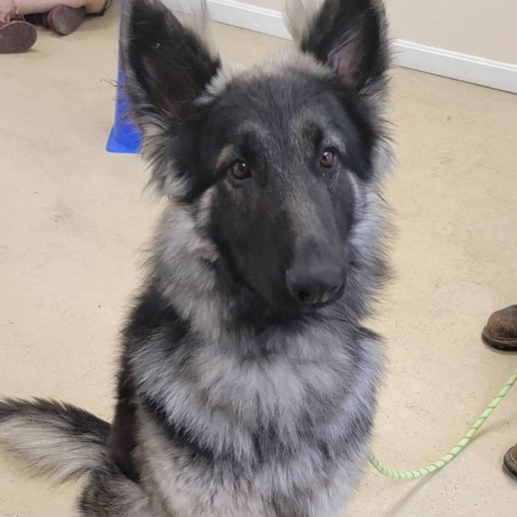 Enlarge BOSCO, a ADOPTABLE Belgian Shepherd / Laekenois in Glocester, RI image 1/6
