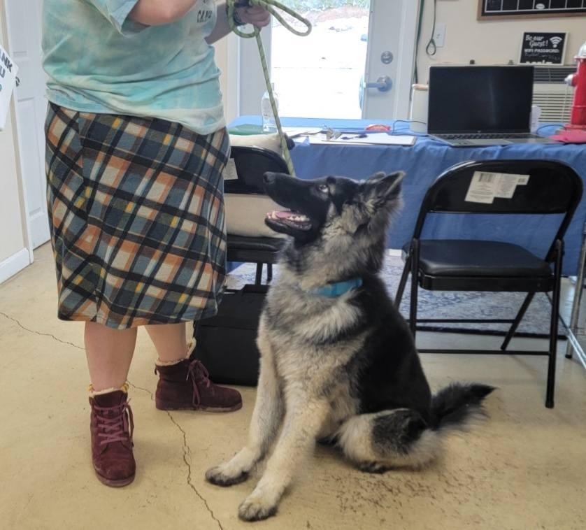 Enlarge BOSCO, a ADOPTABLE Belgian Shepherd / Laekenois in Glocester, RI image 5/6