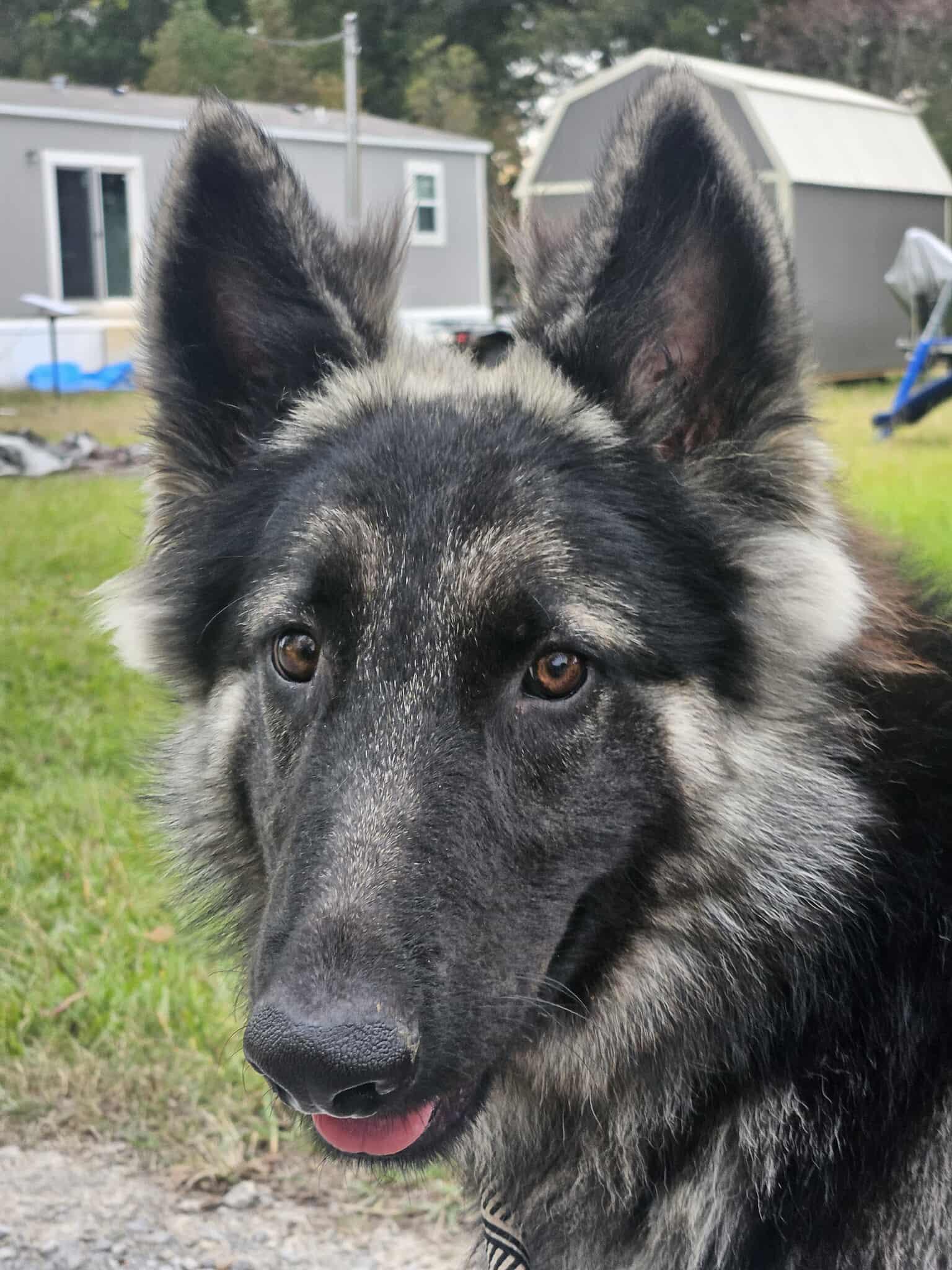 Enlarge BOSCO, a ADOPTABLE German Shepherd Dog in Glocester, RI image 1/5