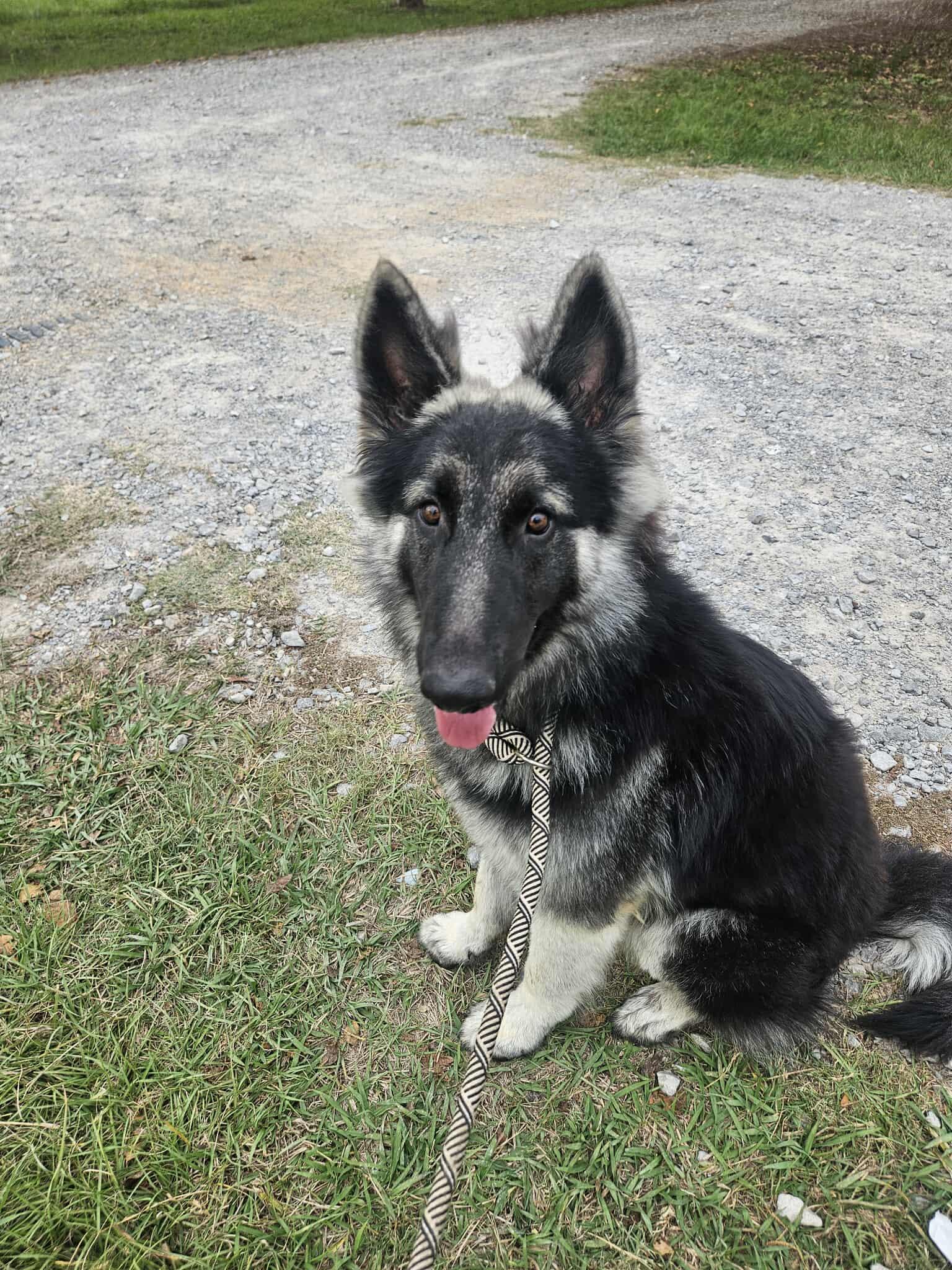 Enlarge BOSCO, a ADOPTABLE German Shepherd Dog in Glocester, RI image 2/5